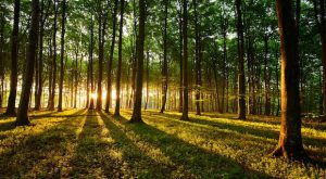 wald